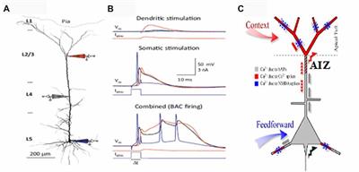 Apical Function in Neocortical Pyramidal Cells: A Common Pathway by Which General Anesthetics Can Affect Mental State